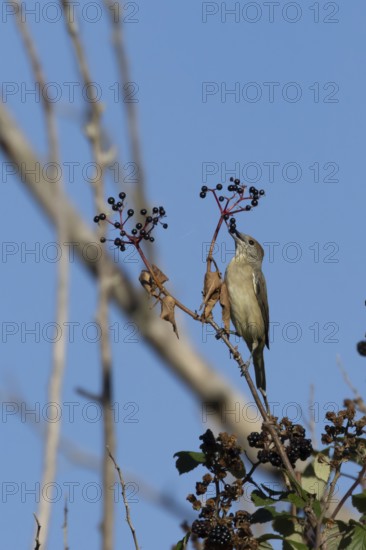 Eurasian blackcap (Sylvia atricapilla) adult female bird in a hedgerow feeding on Elder tree berries in summer, England, United Kingdom