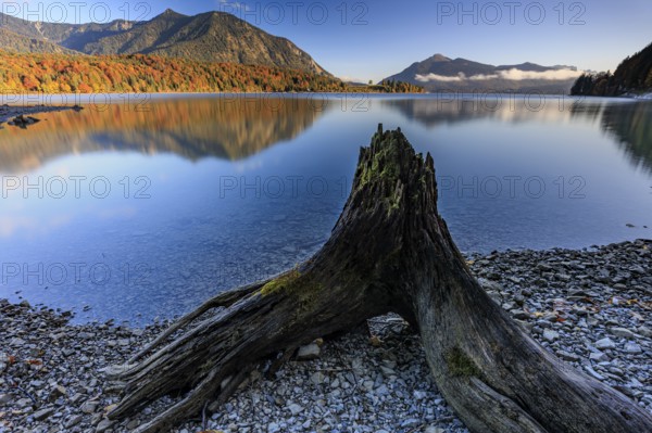 Mountain lake, reflection, morning light, mountains, shore, root, autumn, autumn discoloration, Walchensee, Upper Bavaria, Bavaria, Germany