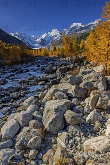 River, larch forest, autumn color, autumn, mountains, glaciers, morning light, Morteratsch Valley, Morteratsch Glacier, Engadin, Switzerland