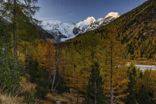 Larch, larch forest, autumn color, autumn, mountains, glaciers, sunrise, Morteratsch valley, Morteratsch glacier, Engadin, Switzerland