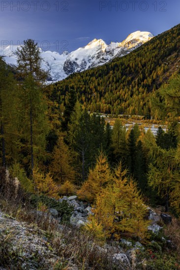 Larch, larch forest, autumn color, autumn, mountains, glaciers, sunrise, Morteratsch valley, Morteratsch glacier, Engadin, Switzerland