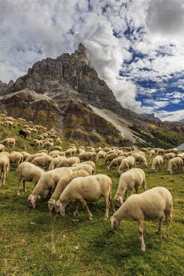 Sheep, flock of sheep, mountains, clouds, sunny, Pale di San Martino, Dolomites, Italy