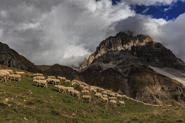 Sheep, flock of sheep, mountains, clouds, sunny, Pale di San Martino, Dolomites, Italy