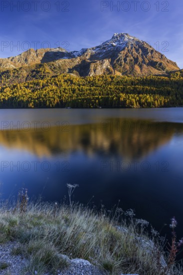Mountains are reflected in lake, evening light, larch, autumn, autumn color, Lake Sils, Engadin, Switzerland