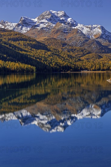 Mountain lake, reflection, mountains, larch forest, autumn discoloration, autumn, sunny, Silvaplana, Engadin, Switzerland