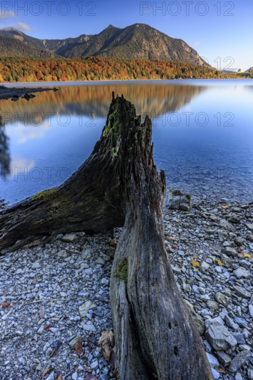 Mountain lake, reflection, morning light, mountains, shore, root, autumn, autumn discoloration, Walchensee, Upper Bavaria, Bavaria, Germany