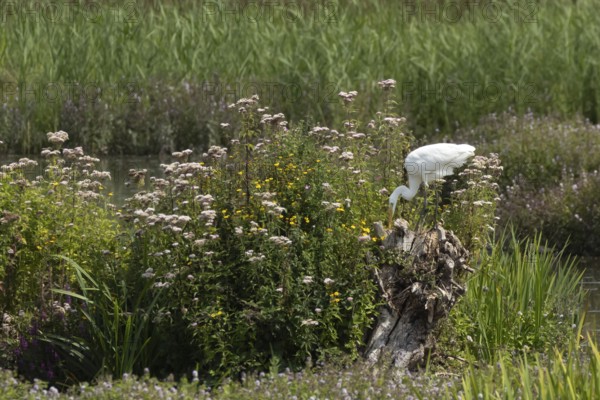 Great white egret (Ardea alba) adult bird on a tree stump amongst summer flowers, England, United Kingdom