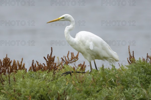 Great white egret (Ardea alba) adult bird walking on vegetation on an island, England, United Kingdom