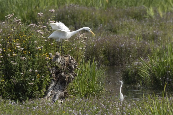 Great white egret (Ardea alba) adult bird on a tree stump amongst summer flowers looking down at a Little egret (Egretta garzetta) in a lake, England, United Kingdom