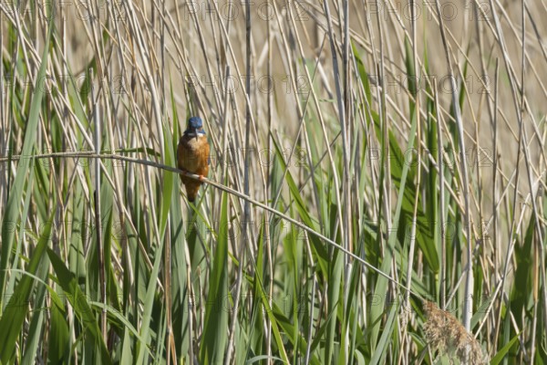 Common kingfisher (Alcedo atthis) adult bird on a reed plant stem, England, United Kingdom