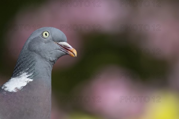 Wood pigeon (Columba palumbus) adult bird head portrait, England, United Kingdom