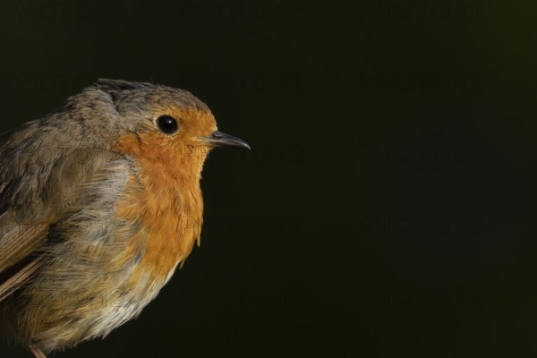 European robin (Erithacus rubecula) adult bird head portrait, England, United Kingdom