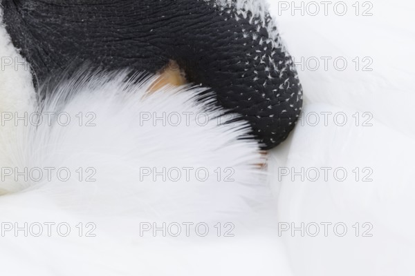Mute swan (Cygnus olor) adult bird sleeping, England, United Kingdom