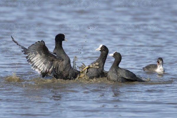 Coot (Fulica atra) three adult birds fighting on a lake, England, United Kingdom