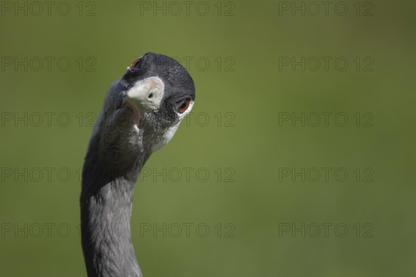 Common crane (Grus grus) adult bird head portrait, England, United Kingdom