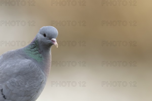 Stock dove (Columba oenas) adult bird head portrait, England, United Kingdom