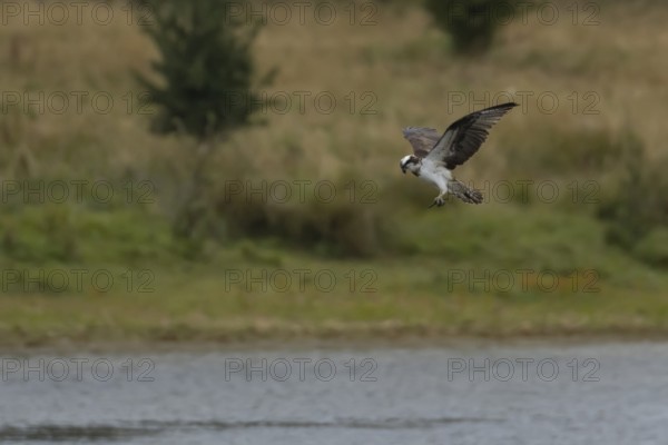 Osprey (Pandion haliaetus) adult bird hovering in flight, England, United Kingdom