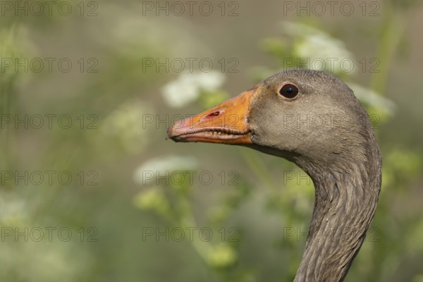 Greylag goose (Anser anser) adult bird head portrait, England, United Kingdom