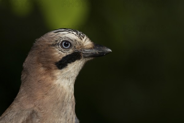 Eurasian jay (Garrulus glandarius) adult bird head portrait, England, United Kingdom