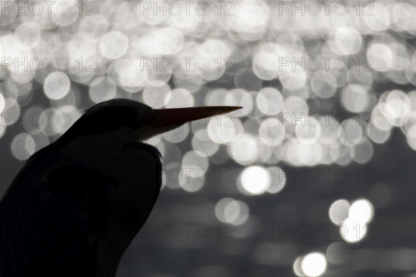 Grey heron (Ardea cinerea) adult bird head portrait, England, United Kingdom