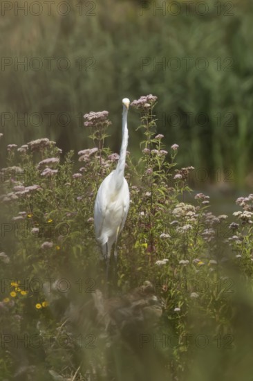 Great white egret (Ardea alba) adult bird on a tree stump amongst summer flowers, England, United Kingdom