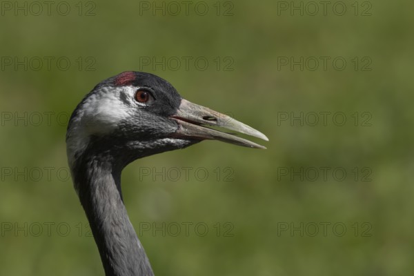 Common crane (Grus grus) adult bird calling, England, United Kingdom