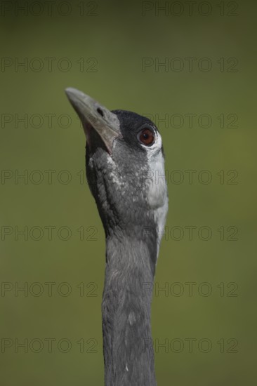 Common crane (Grus grus) adult bird head portrait, England, United Kingdom