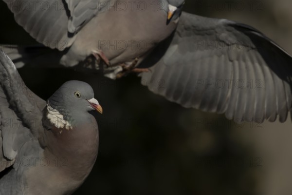 Wood pigeon (Columba palumbus) two adult birds fighting, England, United Kingdom