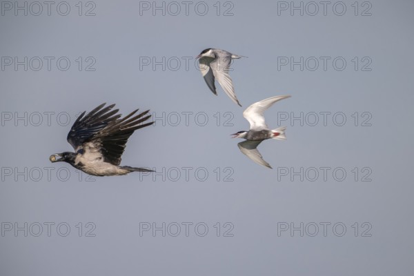 Cloudy crow (Corvus cornix) flying with egg, chased by white-bearded terns (Childonias hybride), Danube Delta, Romania