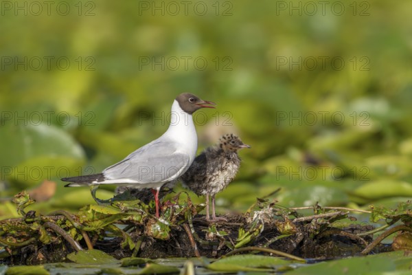 Black-headed gull (Chroicocephalus ridibundus) with young bird, at the nest, Danube Delta, Romania