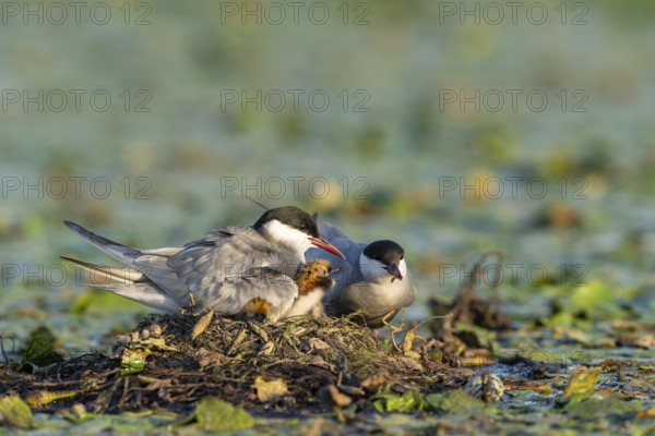 White-bearded terns (Childonias hybride) with young birds at their nest, Danube Delta, Romania
