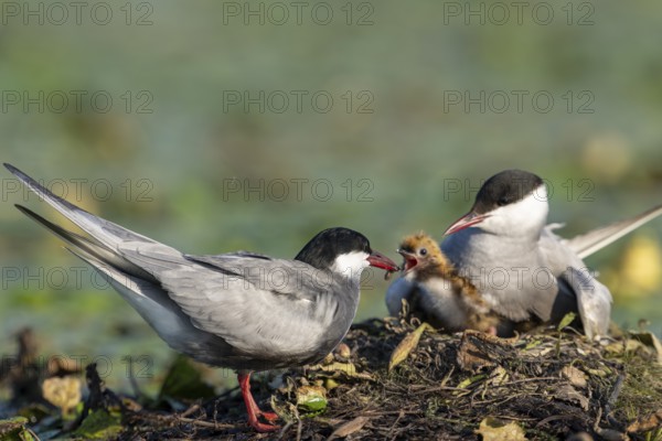 White-bearded terns (Childonias hybride) feeding with young birds on their nest, Danube Delta, Romania