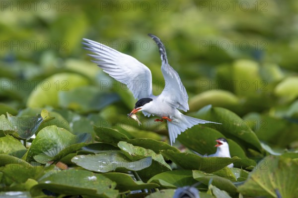 Common tern (Sterna hirundo) flying with fish, Danube Delta, Romania