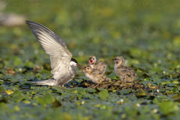 White-bearded terns (Childonias hybride) with young birds, at the nest, Danube Delta, Romania