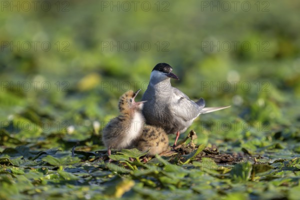 White-bearded terns (Childonias hybride) with young birds, begging, at the nest, Danube Delta, Romania