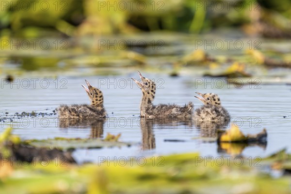 3 Black-headed gulls (Chroicocephalus ridibundus) juvenile, swimming, Danube Delta, Romania