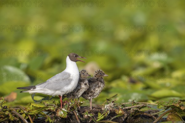 Black-headed gull (Chroicocephalus ridibundus) with young birds, at the nest, Danube Delta, Romania