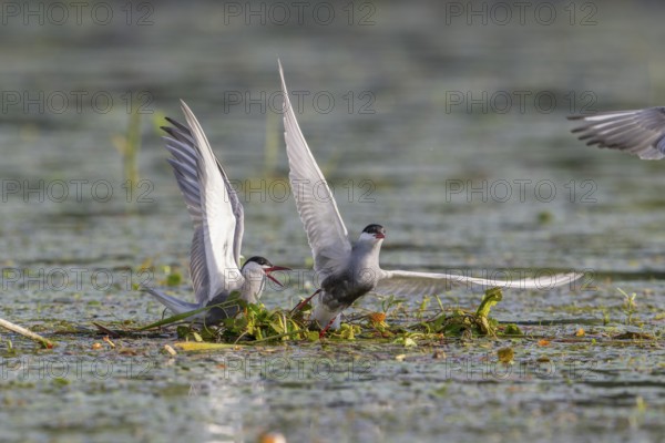 White-bearded terns (Childonias hybride), at the nest, Danube Delta, Romania