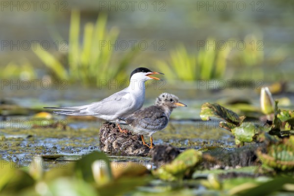 Common tern (Sterna hirundo) with young bird, Danube Delta, Romania