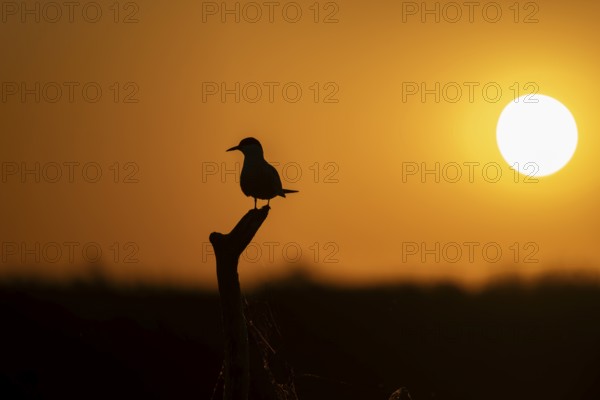 Common Tern (Sterna hirundo), on branch, at sunrise, Danube Delta, Romania