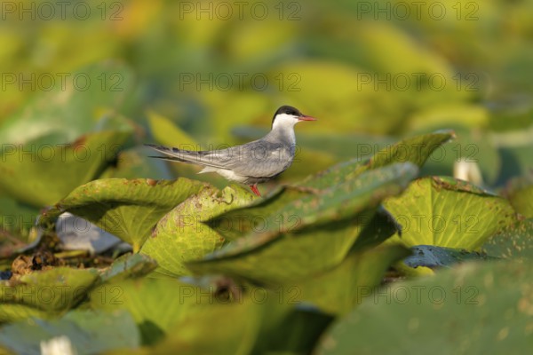 White-bearded terns (Childonias hybride) at the nest, Danube Delta, Romania