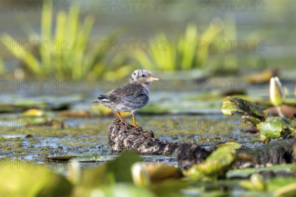Common tern (Sterna hirundo), juvenile, Danube Delta, Romania