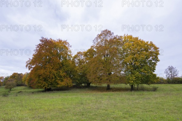 Autumn trees with colorful foliage in a meadow, beech, Swabian Alb Biosphere Reserve, Baden-Württemberg, Germany