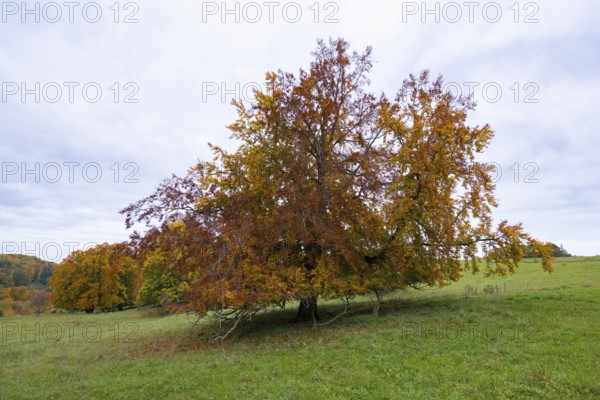 An autumnal tree with colorful leaves on a gentle meadow, beech, Swabian Alb Biosphere Reserve, Baden-Württemberg, Germany
