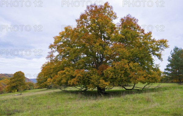 Autumn tree with colorful leaves in a meadow under cloudy sky in a landscape, beech, Swabian Alb Biosphere Reserve, Baden-Württemberg, Germany
