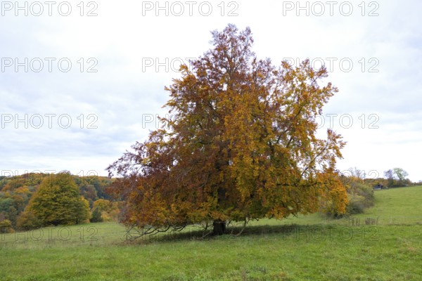 Autumn tree with colorful foliage on a green meadow under slightly cloudy sky, Beech, Swabian Alb Biosphere Reserve, Baden-Württemberg, Germany