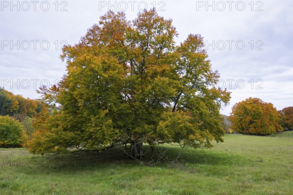 Tree with autumn leaves in a meadow, grey sky in the background, beech, Swabian Alb Biosphere Reserve, Baden-Württemberg, Germany