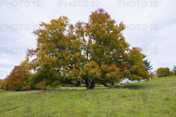 Large tree with autumn leaves in a meadow under cloudy sky, Beech, Swabian Alb Biosphere Reserve, Baden-Württemberg, Germany