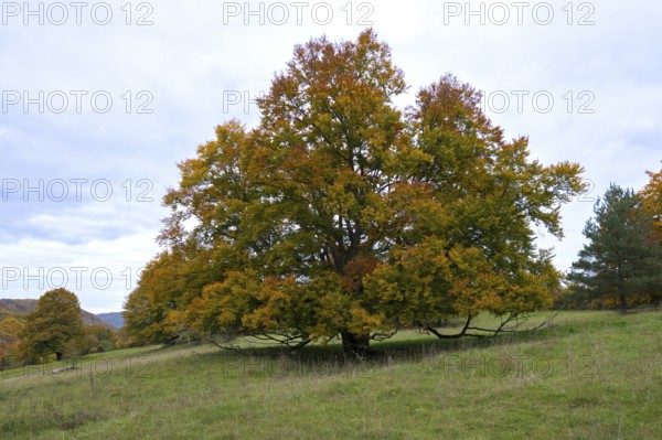 Autumn tree with colorful leaves in a meadow in a rural landscape, beech, Swabian Alb Biosphere Reserve, Baden-Württemberg, Germany
