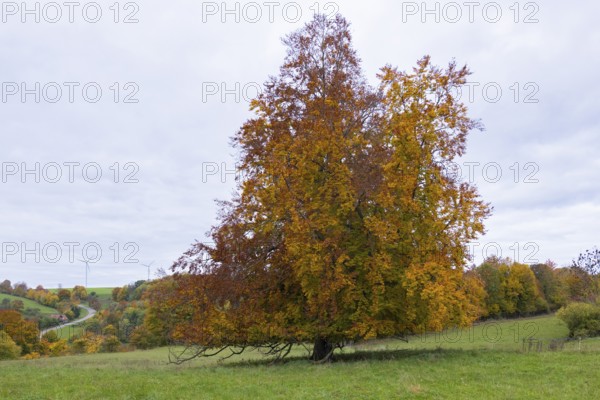 Autumn tree with colorful leaves on a hill surrounded by meadow under cloudy sky, beech, Swabian Alb Biosphere Reserve, Baden-Württemberg, Germany